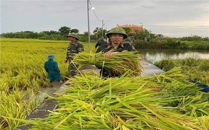 Thanh Hoá: Bộ đội, dân quân giúp dân gặt lúa 