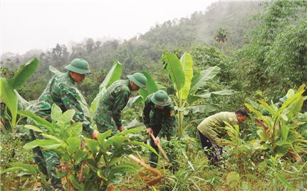 Cây bo bo ở vùng biên xứ Nghệ