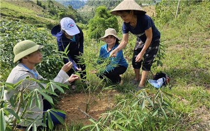 Sinh kế của người dân Tương Dương được đảm bảo tốt hơn