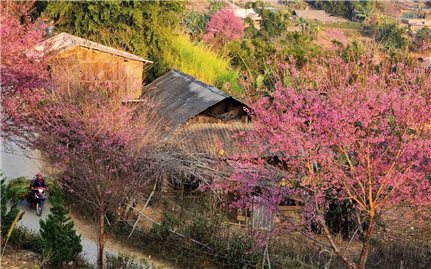 Hoa Tớ dày nhuộm hồng bản làng Mù Cang Chải