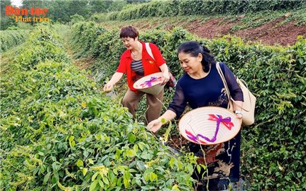 “Vàng xanh” trên đất núi Dành