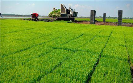Hà Nội đẩy mạnh phát triển vùng lúa chất lượng cao, hướng tới mục tiêu xuất khẩu