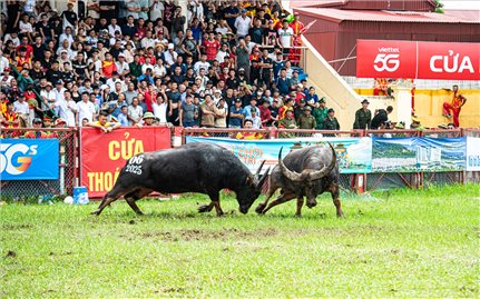 Lễ hội Chọi trâu Đồ Sơn 2025: 
