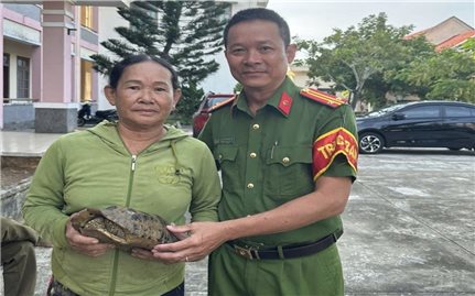 Người dân bàn giao cá thể rùa núi vàng quý hiếm cho Kiểm lâm thả về tự nhiên