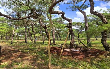 Gia Lai chỉ đạo điều tra, xử lý nghiêm đối tượng xâm hại rừng thông