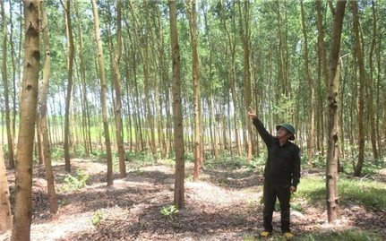Phát triển vùng nguyên liệu gỗ lớn: Nền tảng nâng tầm lâm sản Việt