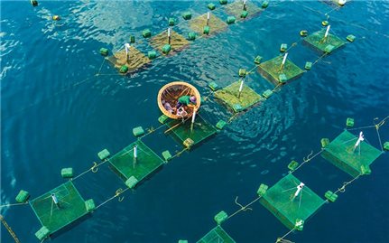 Chuyển đổi nuôi biển công nghệ cao: Hướng đi tất yếu trong thời kỳ biến đổi khí hậu