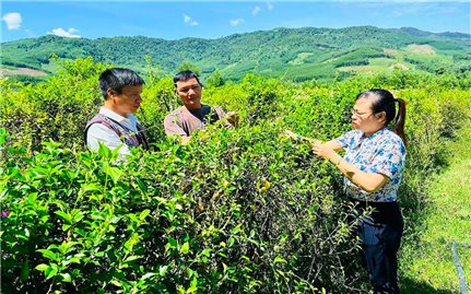 An Vinh (Gia Lai): Đảng viên đồng hành cùng Nhân dân phát triển kinh tế
