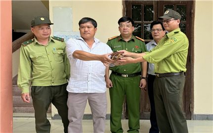Người dân bàn giao cá thể rùa quý hiếm cho Kiểm lâm thả về tự nhiên