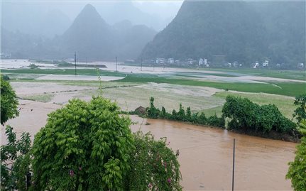 Lào Cai hỗ trợ tối đa 10 triệu đồng/ha đối với cây lúa bị thiệt hại do mưa lũ
