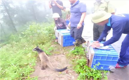 Tái thả 91 cá thể động vật hoang dã về tự nhiên