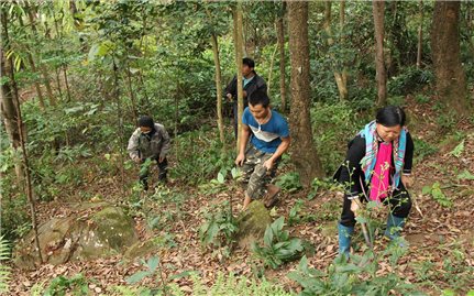 Tăng cường khả năng thích ứng với biến đổi khí hậu và thúc đẩy quản lý rừng bền vững