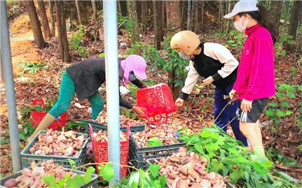 Đặc sản nấm tràm những ngày mưa Huế