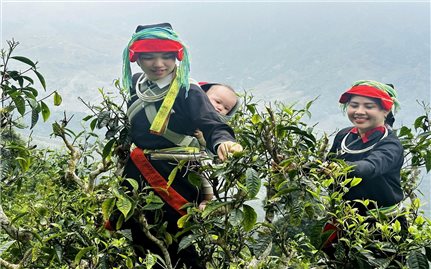 Sản phẩm chè Tuyên Quang đạt nhiều giải vàng tại Cuộc thi trà quốc tế châu Á - Thái Bình Dương