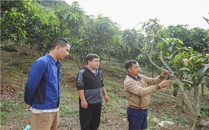 Chuyển đổi cây ăn quả hướng tới kinh tế bền vững vùng cao
