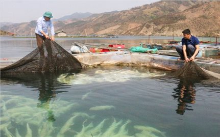 “Bí quyết” giảm nghèo ở dân tộc La Ha: Sinh kế mở lối thoát nghèo (Bài 2)