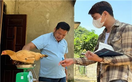 Thạc sĩ người Tày và hành trình phục tráng gà Vạn Linh ở xứ Lạng