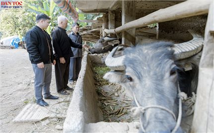 Tuyên Quang: Những kinh nghiệm khi chọn trâu giống ở Yên Minh