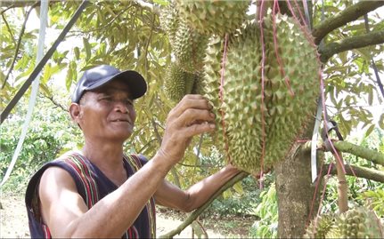 Những tỷ phú sầu riêng người DTTS trên đất Lâm Đồng