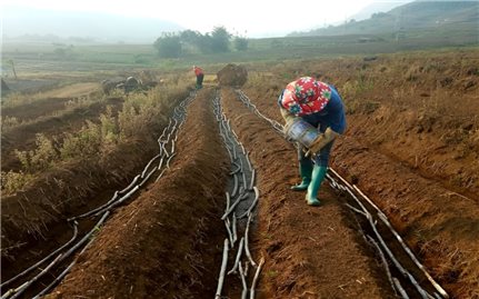 Thí điểm mô hình trồng lúa, mía tạo tín chỉ carbon đến năm 2035