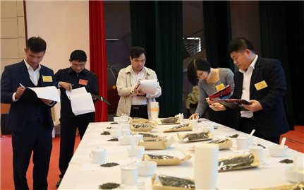 Khai mạc Hội thi sản phẩm trà Shan tuyết và kỹ thuật pha chế trà năm 2025 tại Tuyên Quang