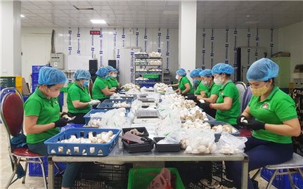 Phú Thọ: OCOP – Kích cầu nông sản, kết nối du lịch