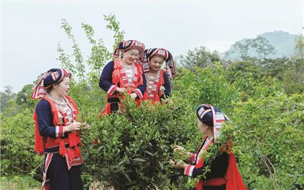 Tìm hướng giảm nghèo bền vững cho vùng DTTS sau sáp nhập