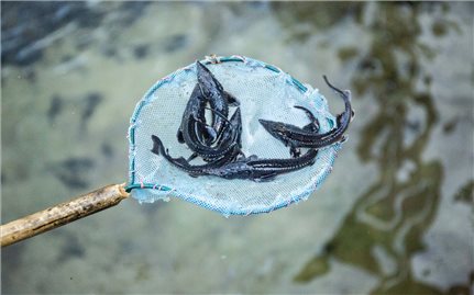 Nậm Dịch (Tuyên Quang): Làm giàu từ mô hình nuôi cá tầm nước lạnh