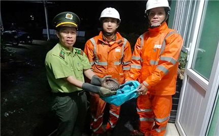 Hai nhân viên Công ty Điện lực Huế cứu hộ động vật quý hiếm