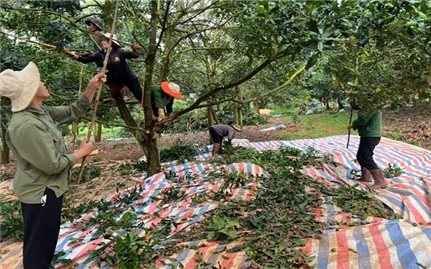 Lâm Đồng công bố kết quả mô hình tham canh cây mắc ca theo tiêu chuẩn VietGAP năm 2025