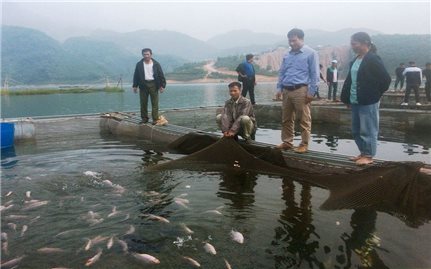Gia Lai nhân rộng mô hình nuôi cá diêu hồng thương phẩm trong lồng bè trên hồ chứa thủy lợi