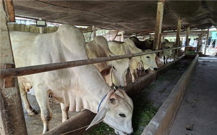 Mô hình nuôi bò vỗ béo thích ứng với thiên tai - Giải pháp bền vững cho chăn nuôi vùng nắng hạn