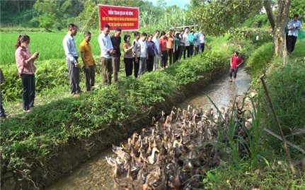 Tuyên Quang phát triển mô hình nuôi vịt bầu đất thương phẩm an toàn sinh học - Hướng đi bền vững cho chăn nuôi