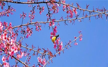 Sắp diễn ra Festival Khèn Mông và Lễ hội Hoa Tớ Dày chào Xuân 2026