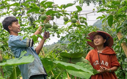 Nhiều tổ chức quốc tế hỗ trợ sinh kế bền vững cho đồng bào DTTS ở Lai Châu