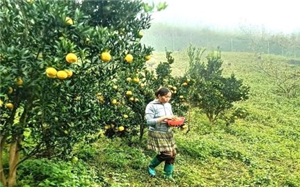 Quýt Mường Khương: Cây “đổi đời” cho đồng bào dân tộc thiểu số vùng núi Lào Cai