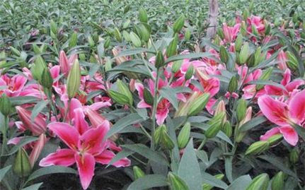 Kỹ thuật trồng và chăm sóc hoa ly nở hoa vào dịp Tết Nguyên đán