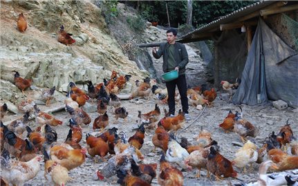 Đa dạng sinh kế – chìa khóa giảm nghèo bền vững ở Thiện Thuật