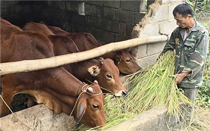 Lạng Sơn: Hỗ trợ bò sinh sản giúp nhiều hộ thoát nghèo