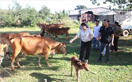 Quảng Ngãi: Đồng bào DTTS xã Ya Ly trực tiếp đến cơ sở cung ứng để chọn bò giống sinh sản được hỗ trợ