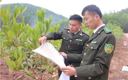 Lạng Sơn phát huy thế mạnh rừng: Từ “điểm nghẽn” đến bước đột phá kinh tế bền vững