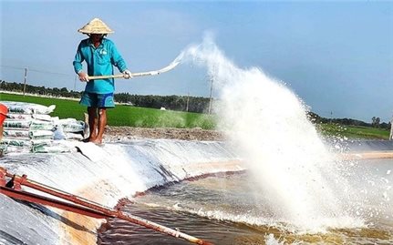 Biện pháp xử lý nước ao nuôi tôm nhiễm phèn