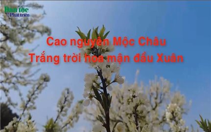 Cao nguyên Mộc Châu trắng trời hoa mận đầu Xuân