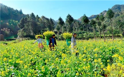 Mèo Vạc mùa hoa cải