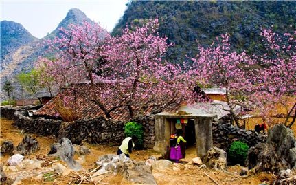 (T/h - đã BT) Hà Giang là một trong những điểm ngắm hoa anh đào tuyệt đẹp ở châu Á - Thái Bình Dương