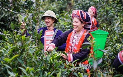 Hà Giang: Phát triển cây chè, tạo động lực để giảm nghèo bền vững