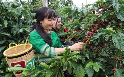 “Tri thức trồng và chế biến cà phê Đắk Lắk” trở thành Di sản văn hóa phi vật thể