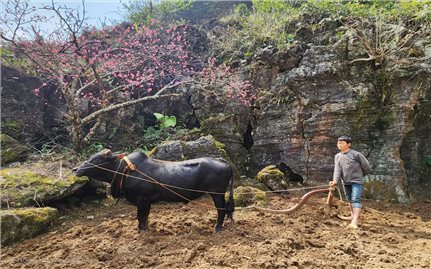 Về Mèo Vạc chiêm ngưỡng hoa đào nở trên đá