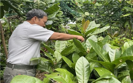 Người mê trồng bàng vuông ở huyện đảo Lý Sơn