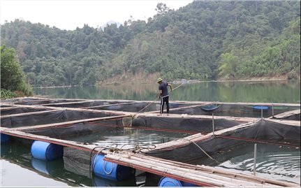 Nhiều nông dân Lạng Sơn đổi đời nhờ nuôi cá lồng